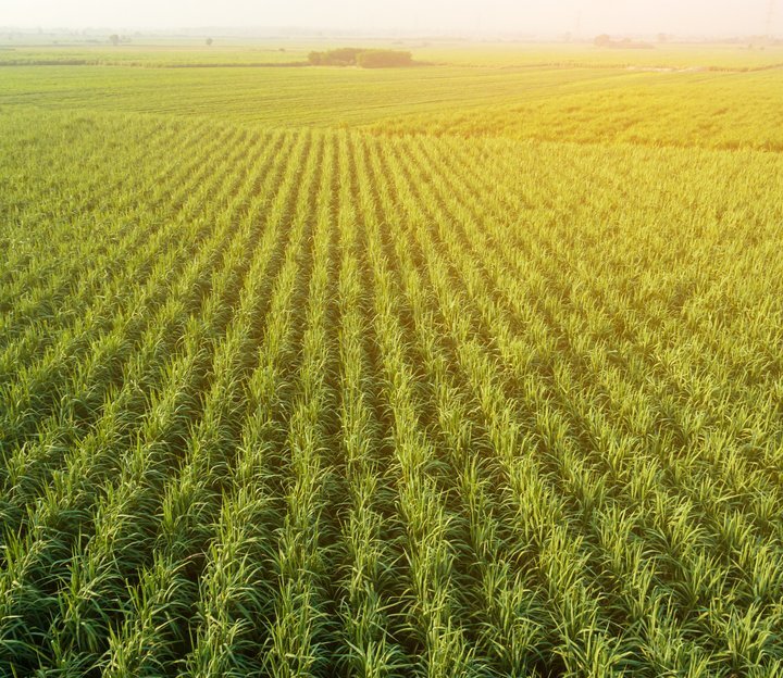 Unconventional Feeds